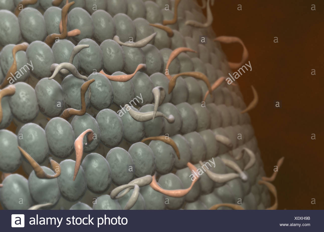 Lipid Bilayer Stock Photos & Lipid Bilayer Stock Images - Alamy