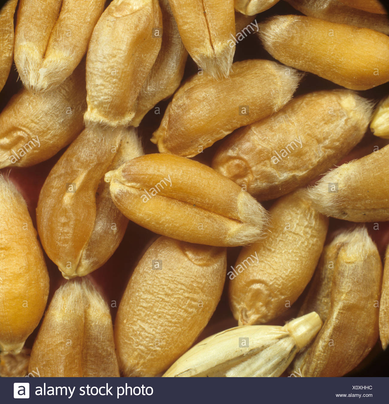 Wheat Seed High Resolution Stock Photography and Images Alamy