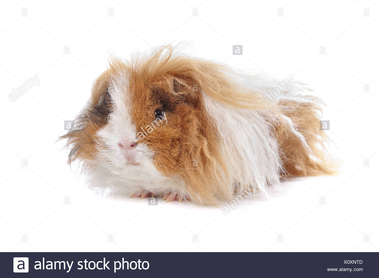 Long Haired Guinea Pig In Front Of A White Background Stock Photo