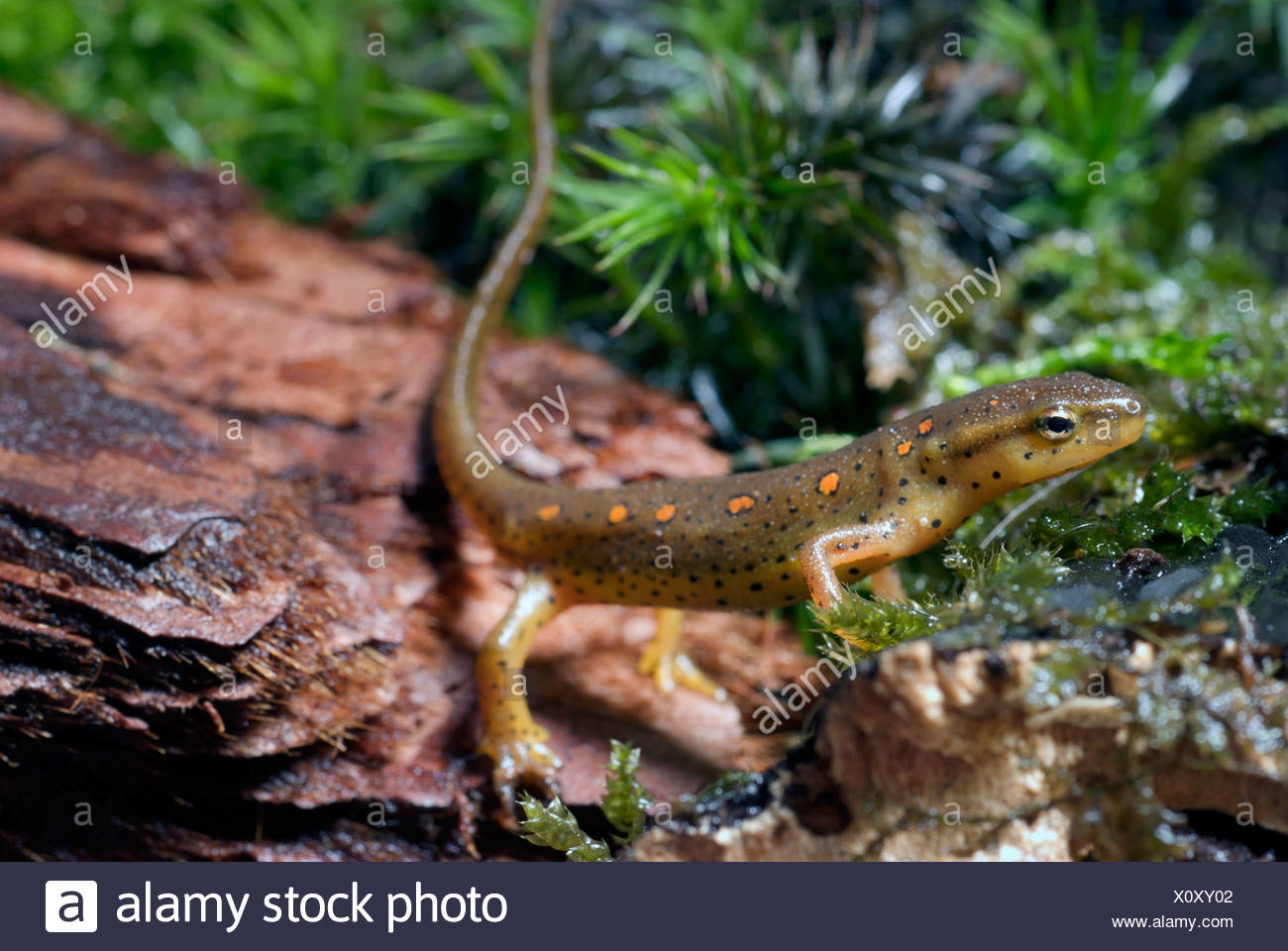 eft, red-spotted newt, red eft, eastern newt (Notophthalmus viridescens), on a stone Stock Photo