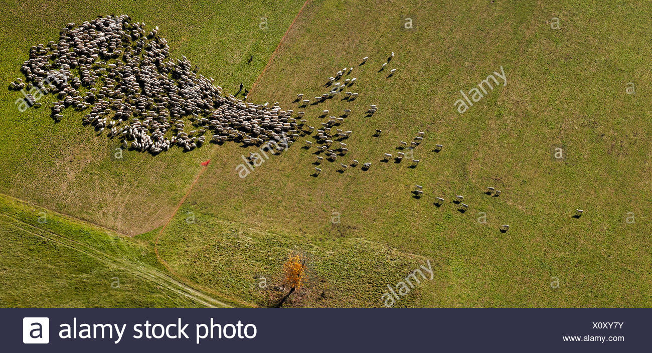 Aerial View Of Flock Of Sheep High Resolution Stock Photography and ...