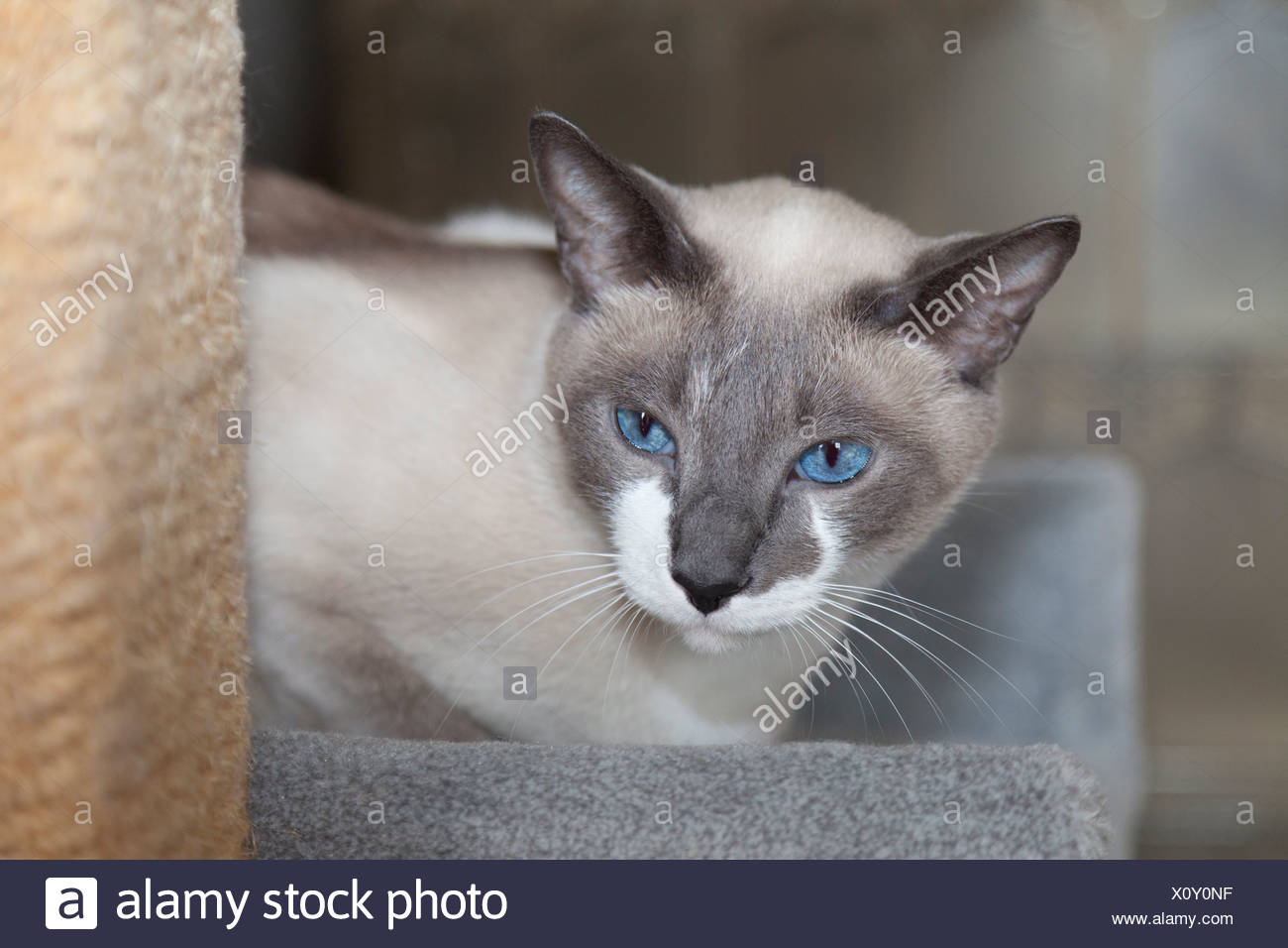 blue snowshoe cat