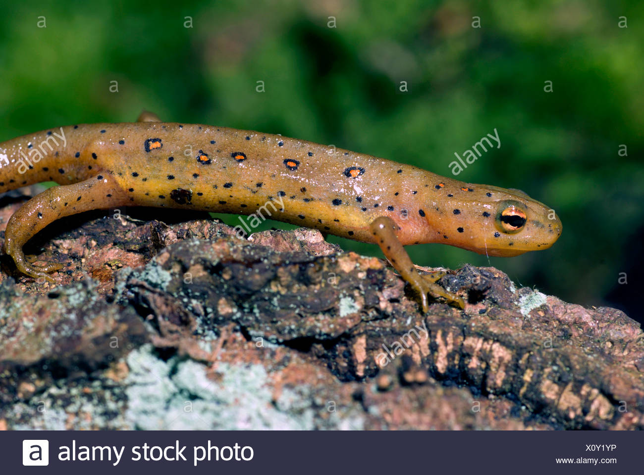 eft, red-spotted newt, red eft, eastern newt (Notophthalmus viridescens), on a branch Stock Photo