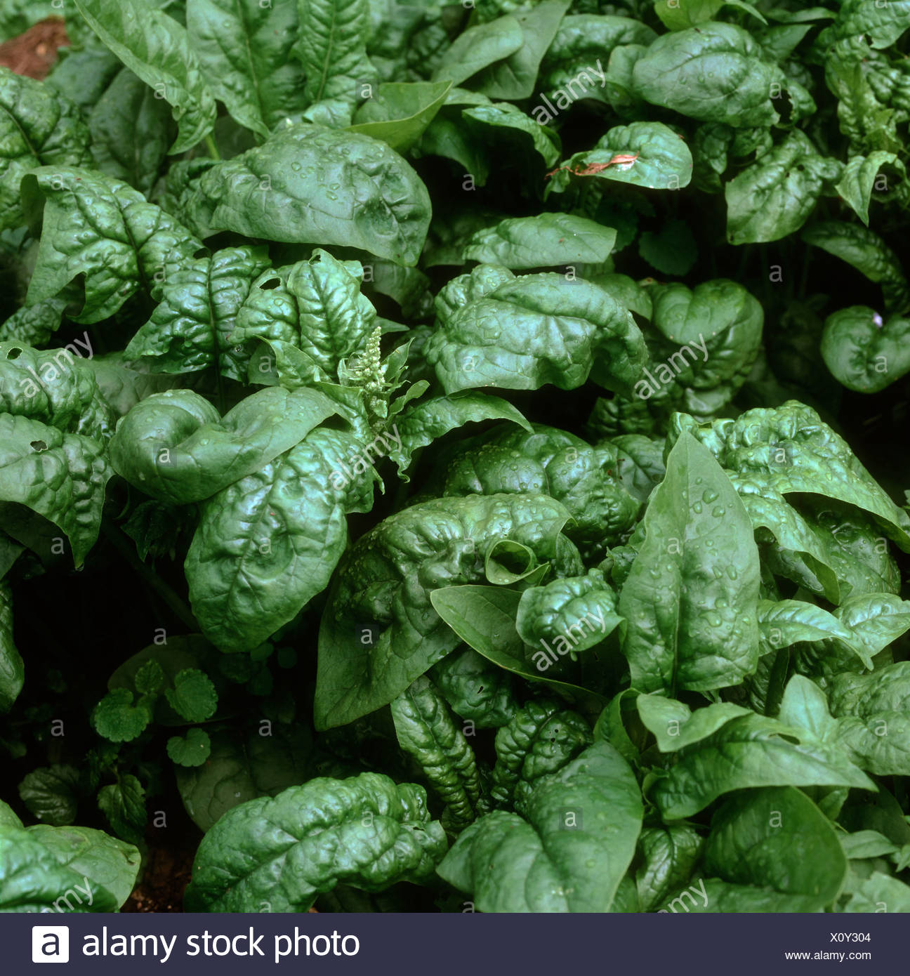 Flower Spinach Plants Stock Photos & Flower Spinach Plants Stock Images