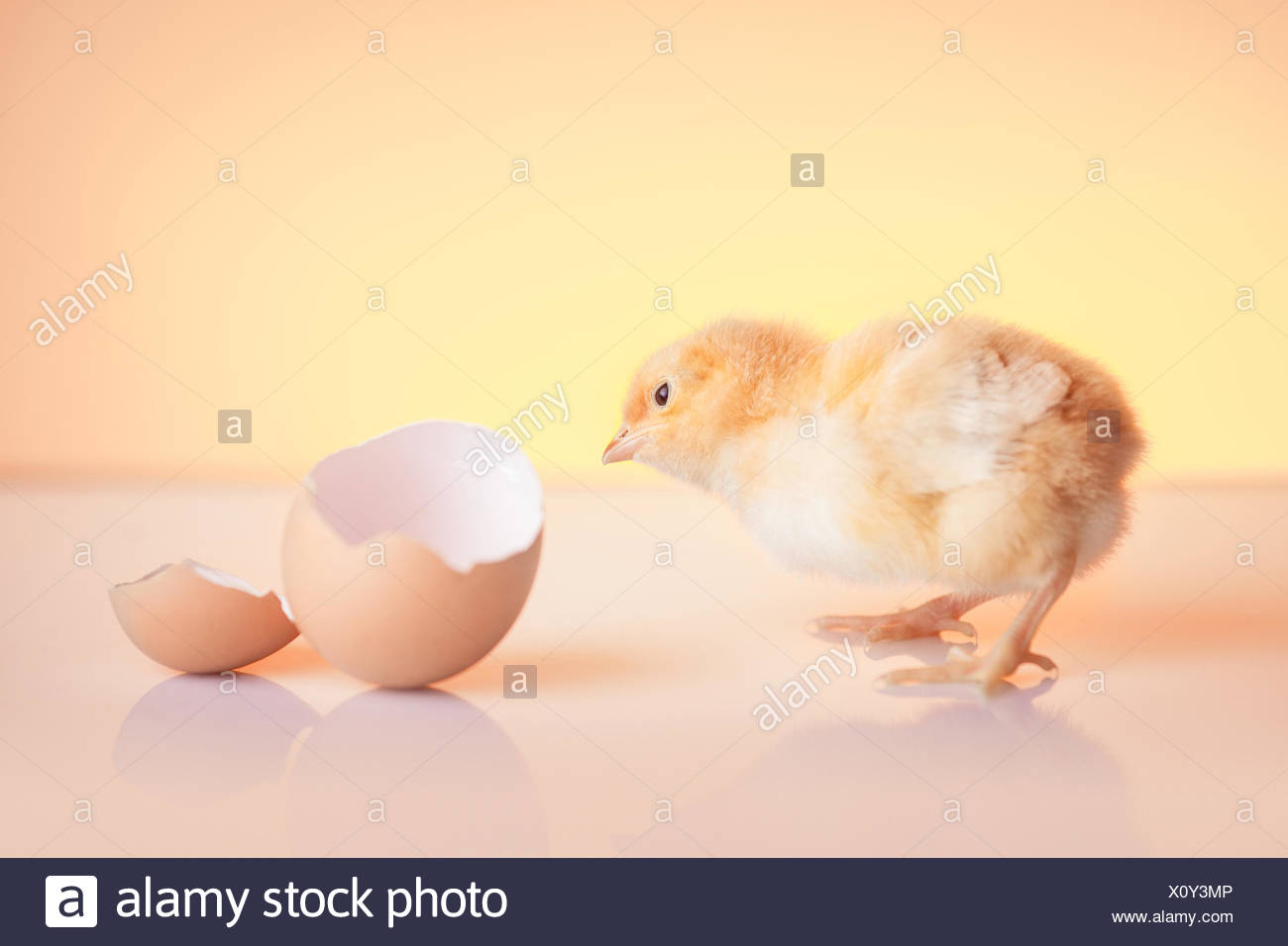 Hatched Egg Stock Photos & Hatched Egg Stock Images Alamy