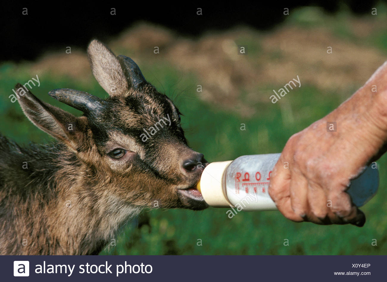 Baby Goat Suckling High Resolution Stock Photography And Images Alamy