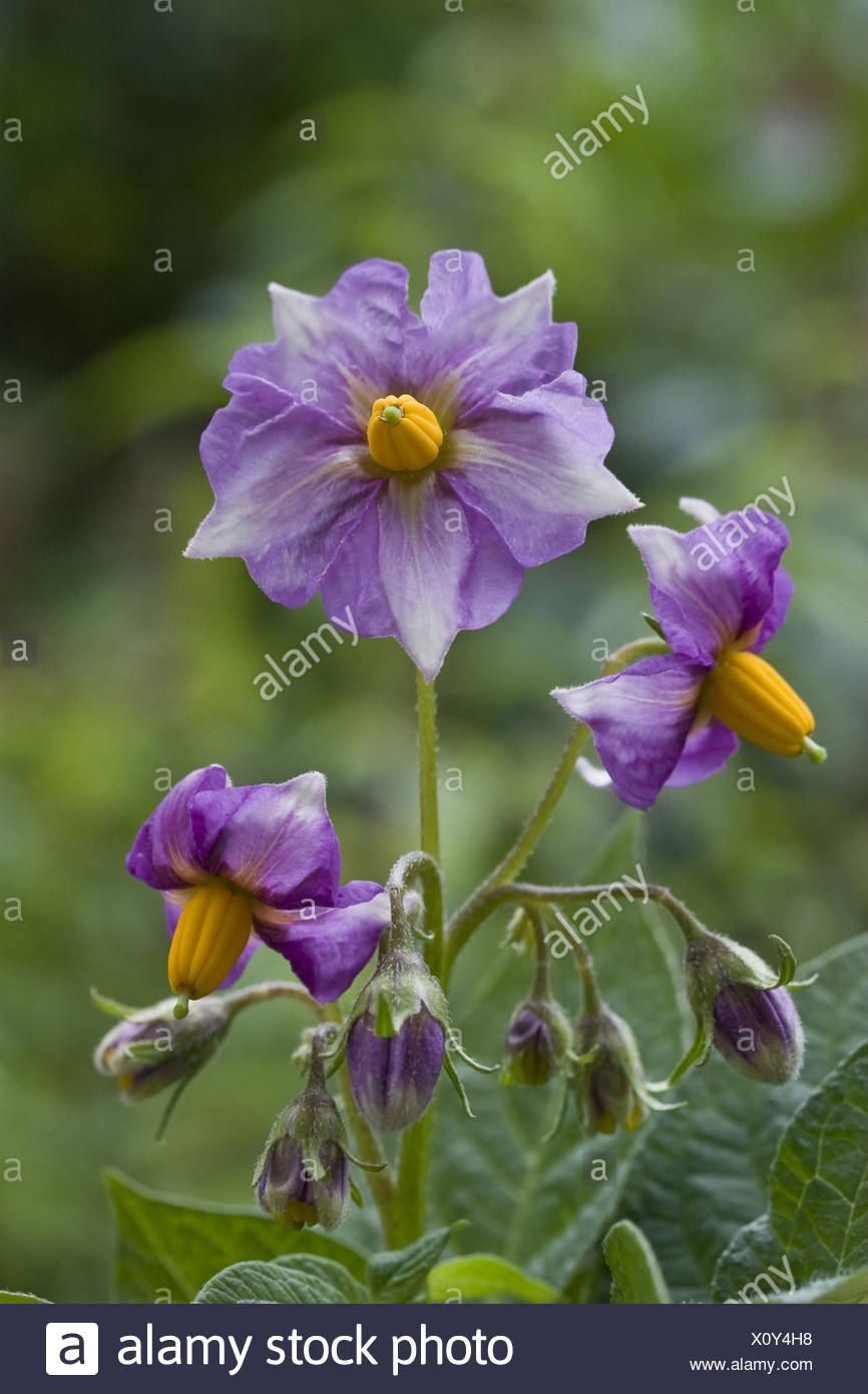 Flowering Potato Plants High Resolution Stock Photography and Images