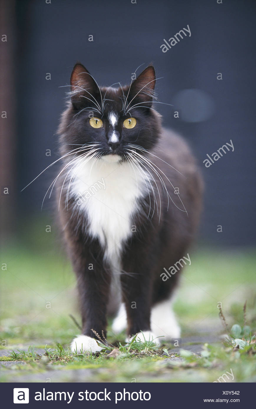 Norwegian Forest Cat Black And White Mammals Mammal Feliidae Pets Pet Cats Cat Race Cat Noble Cat Norsk Skaukatt Norwegian Cat Stand Outside Stock Photo Alamy