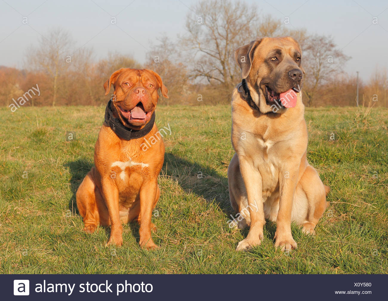 Dogue de Bordeaux or Bordeaux Mastiff 