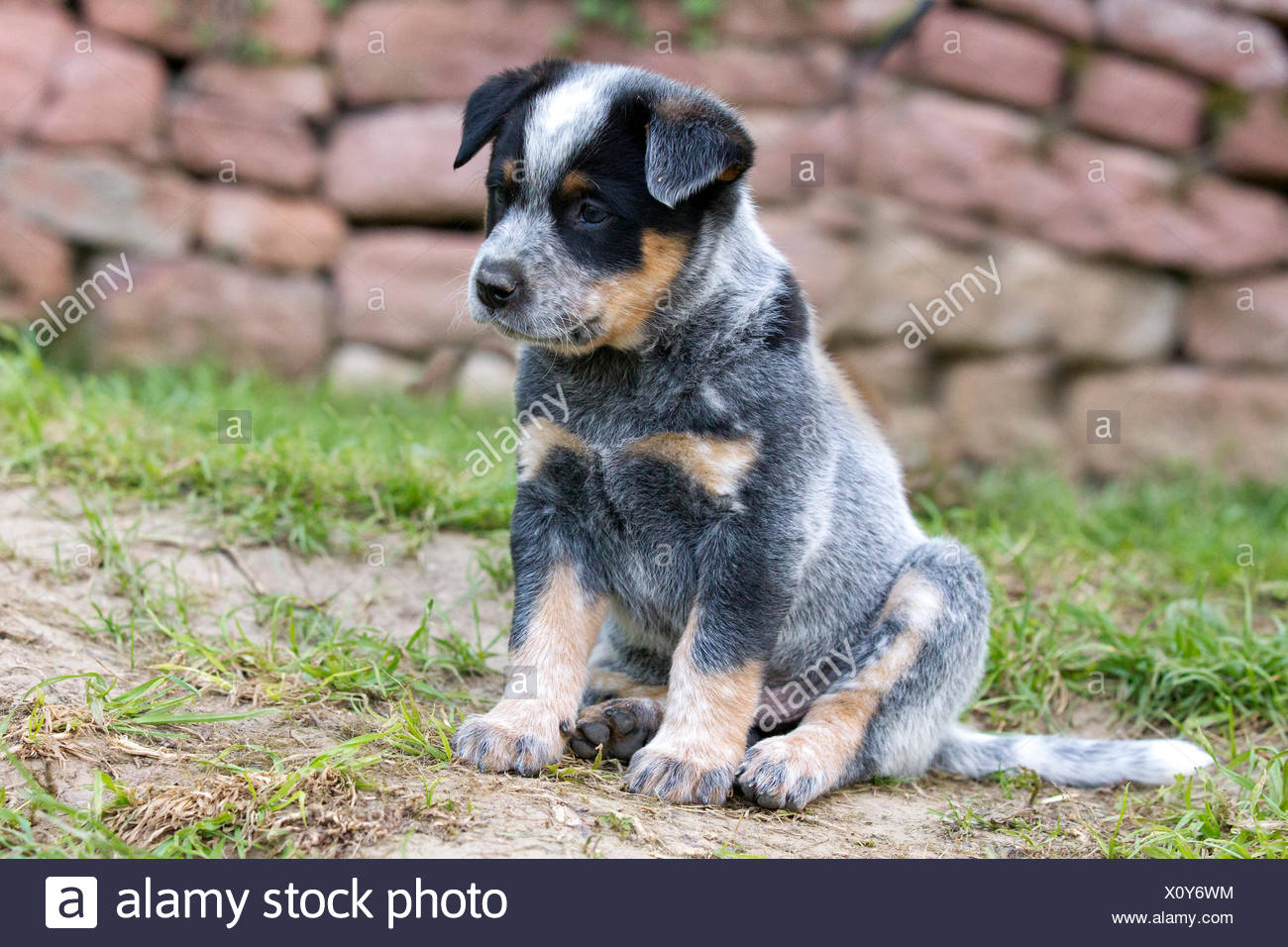 7 week old blue heeler puppy