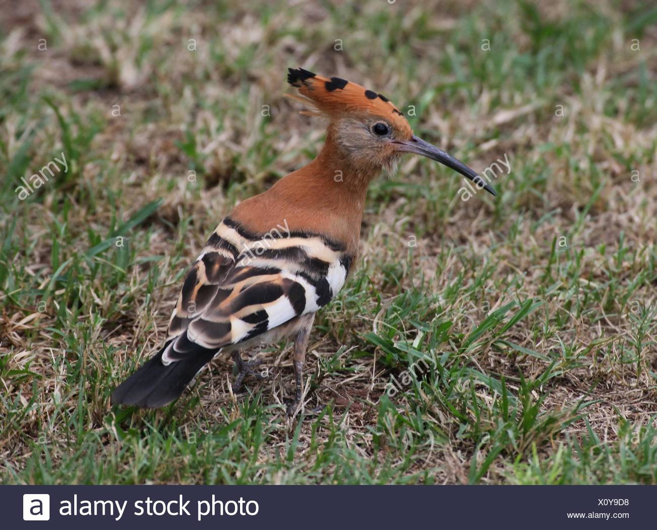 hoopoe Stock Photo