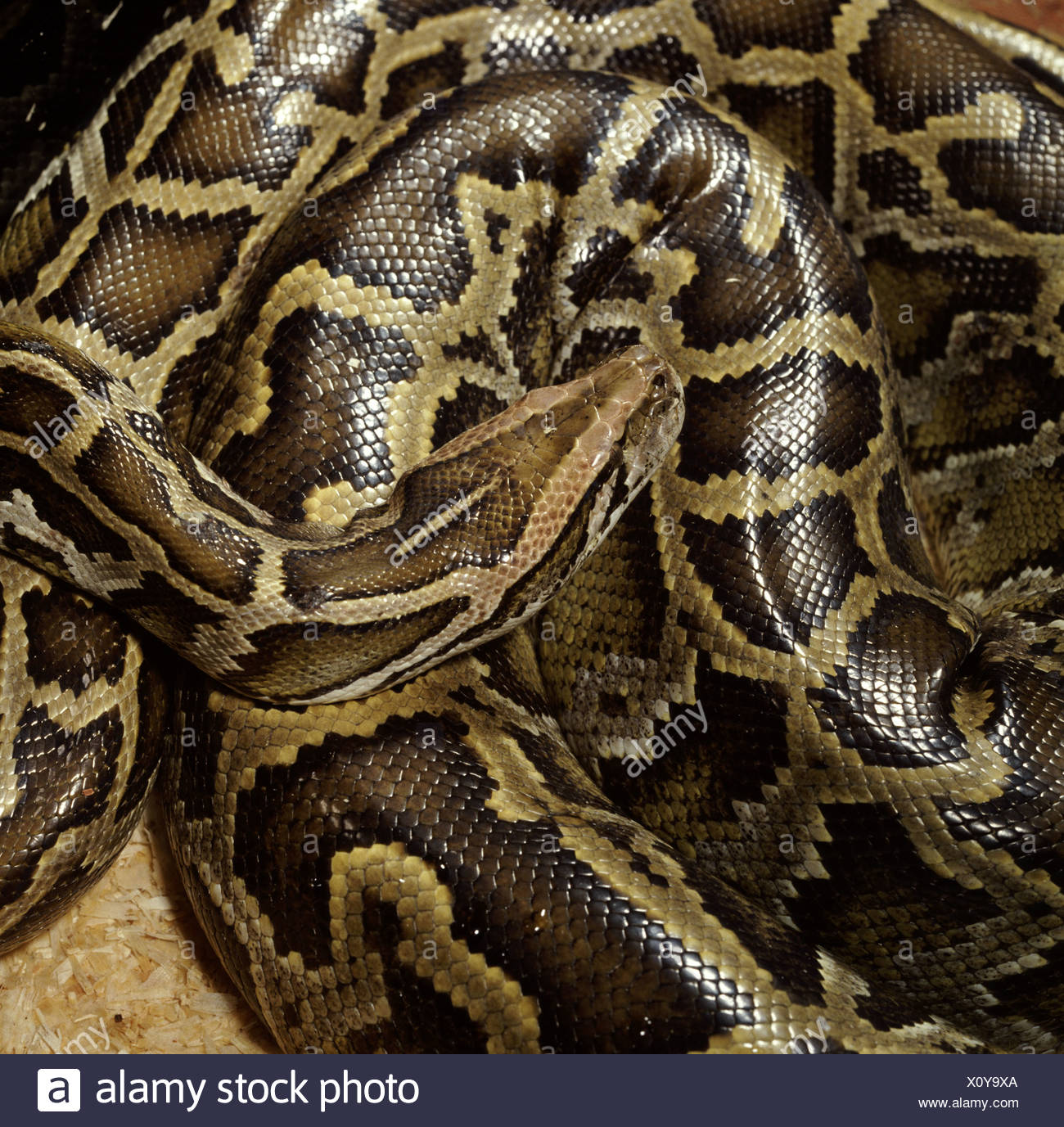 Indian Constrictor Snake High Resolution Stock Photography and Images ...