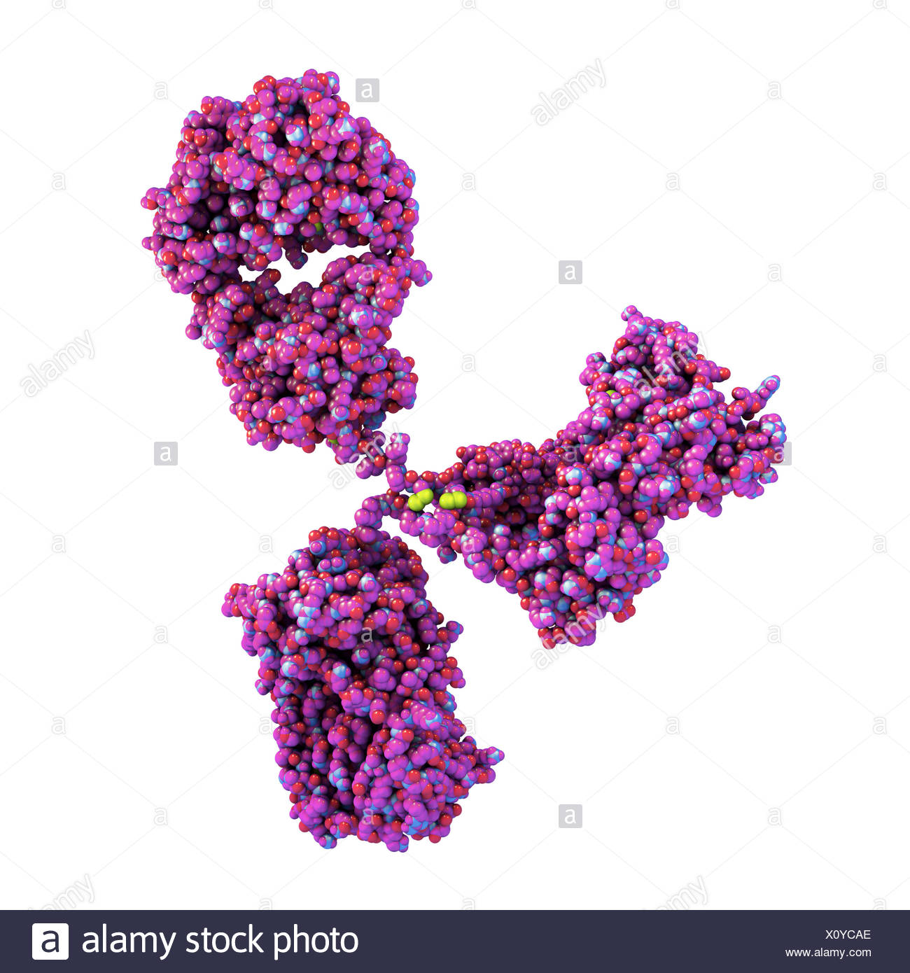Illustration Showing Structure Of Antibody Stock Photos & Illustration