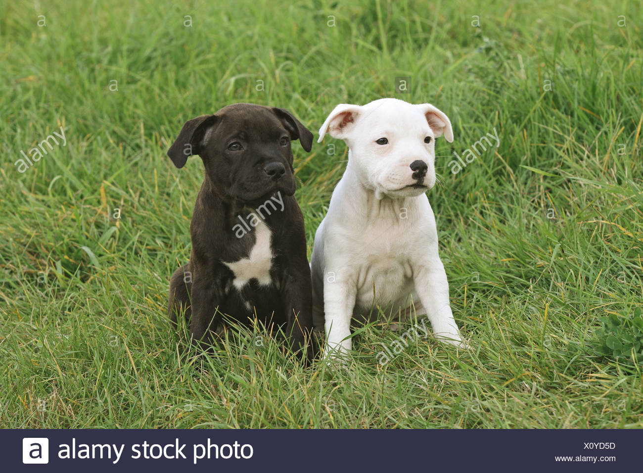 two staffordshire bull terriers