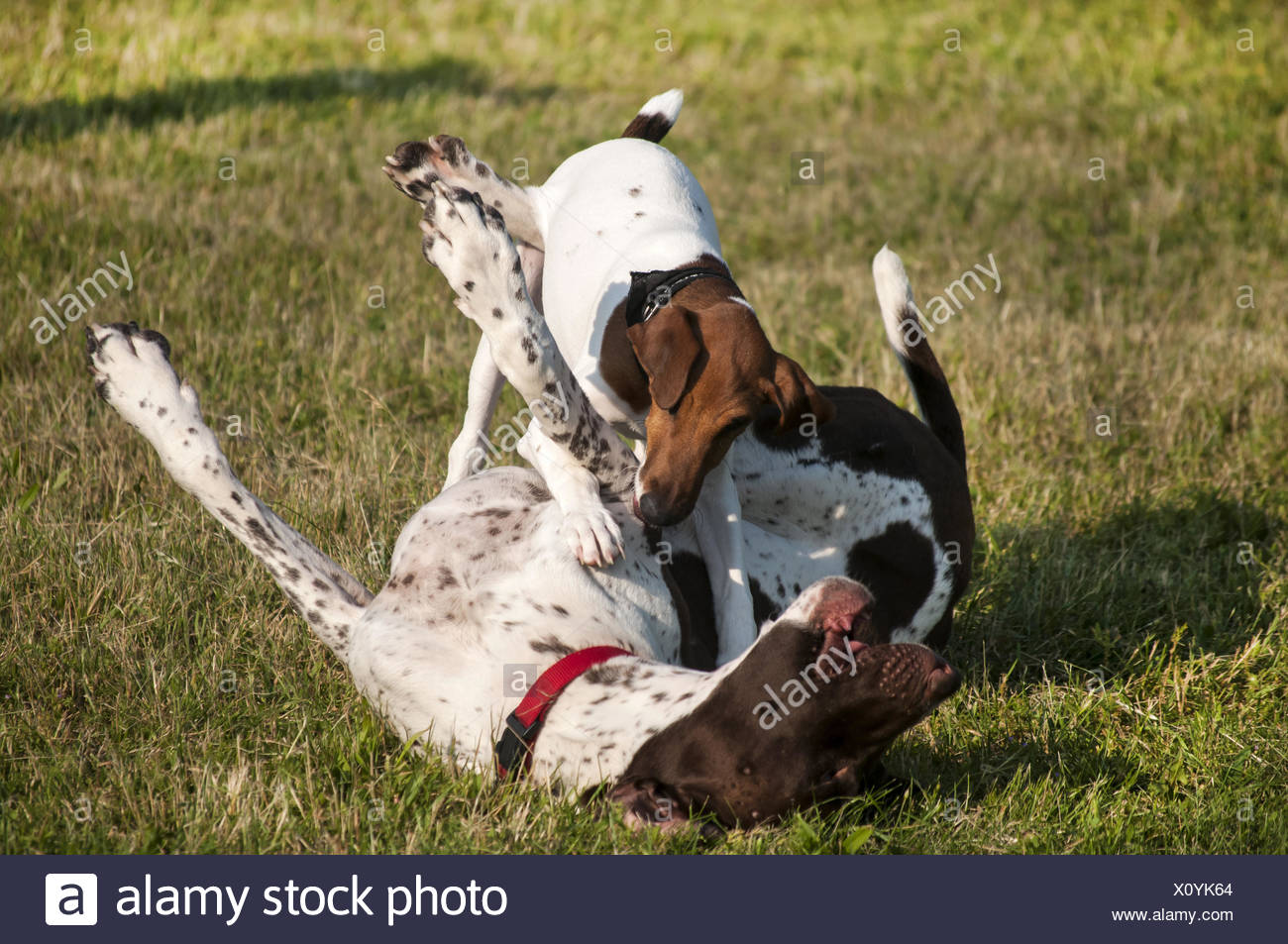 German Shorthaired Pointer And Little Russell Terr Stock Photo
