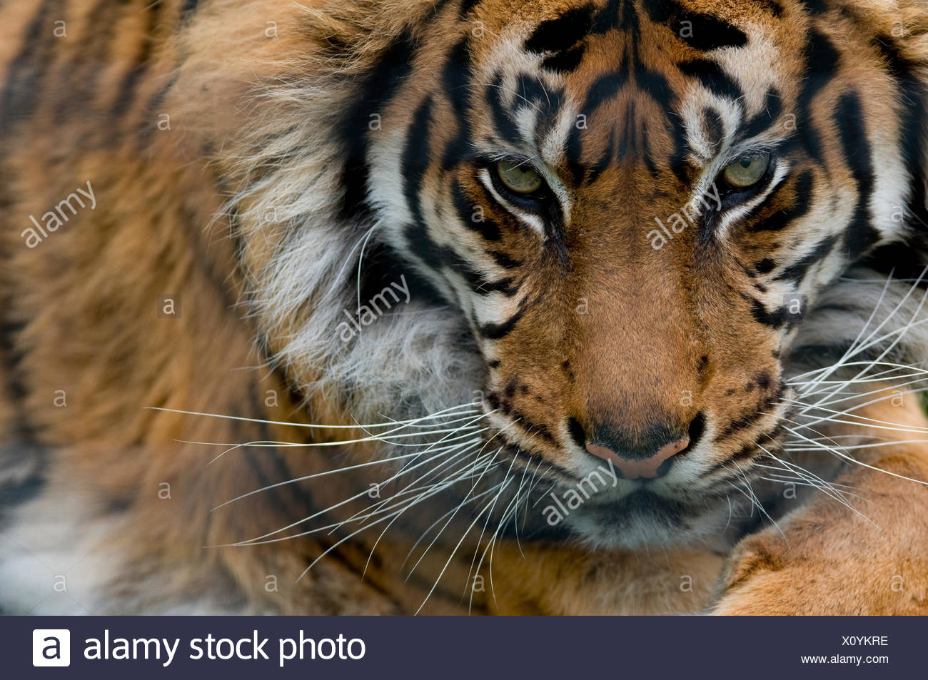 Sumatran tiger (Panthera tigris sumatrae) close-up head portrait, captive Stock Photo