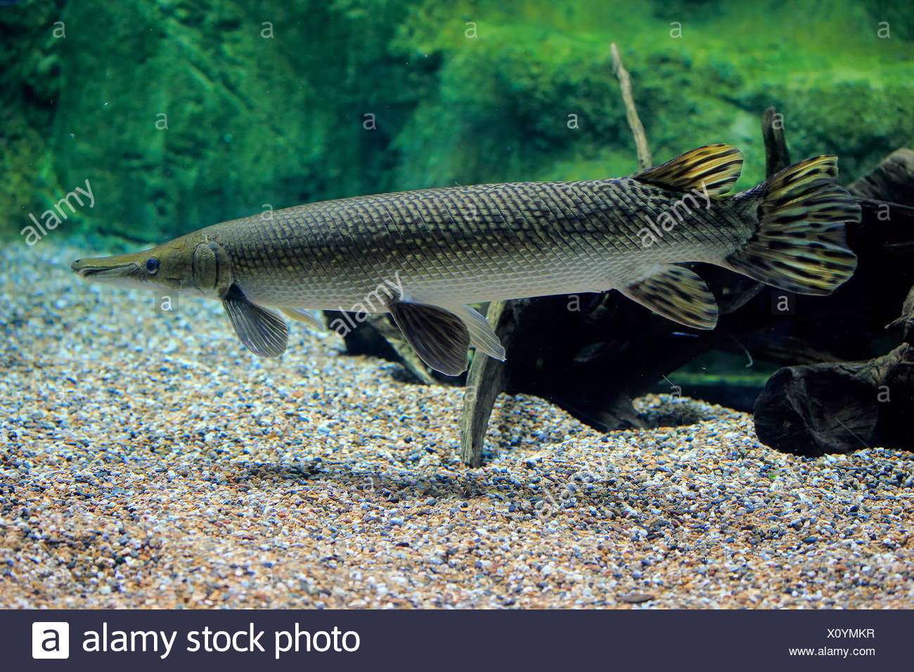 Alligator Gar High Resolution Stock Photography and Images Alamy
