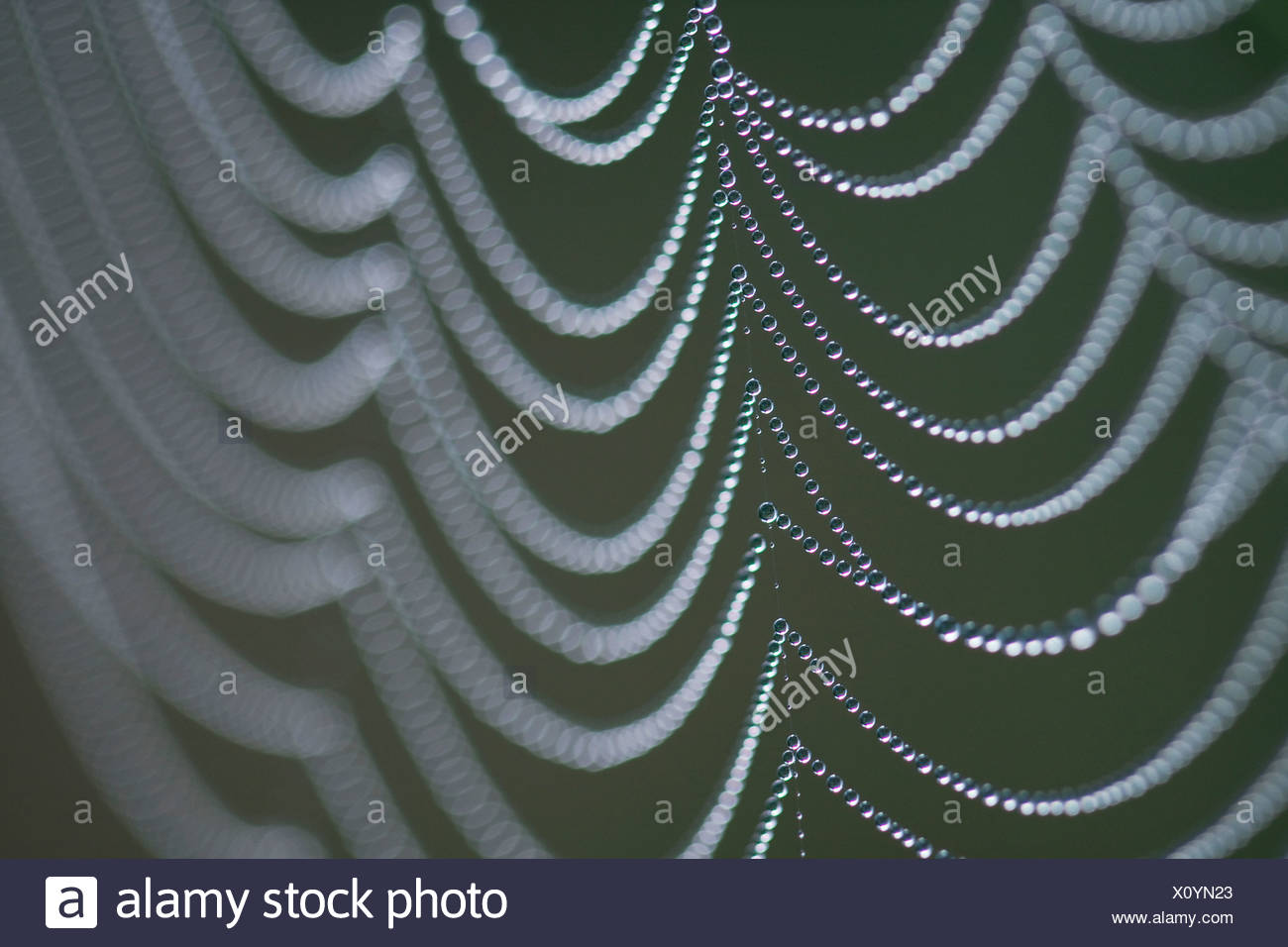 Dewy spider web Stock Photo