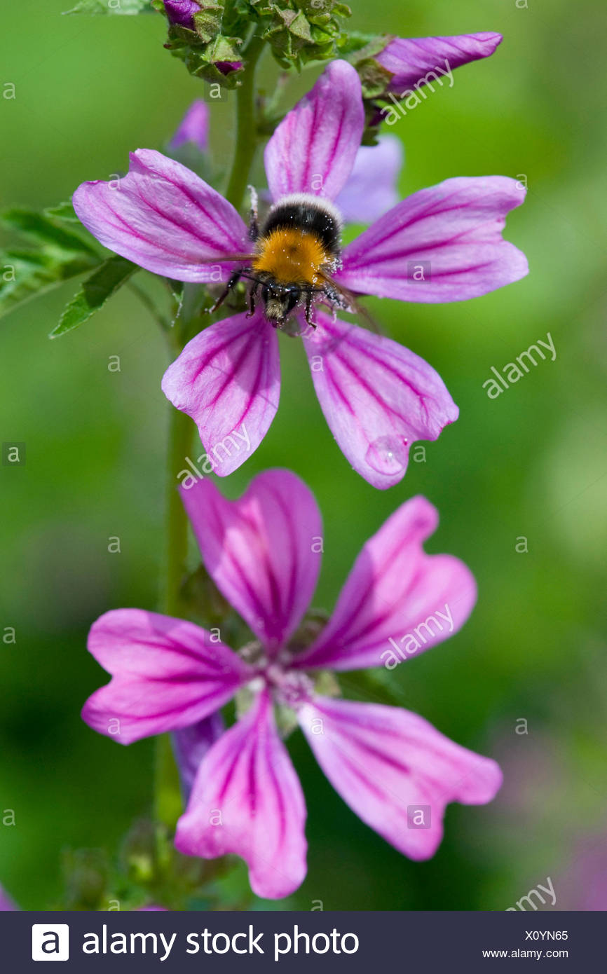 Common Mallow Blue Mallow High Mallow High Cheeseweed Malva Sylvestris Flower With Bumble Bee Germany Stock Photo Alamy