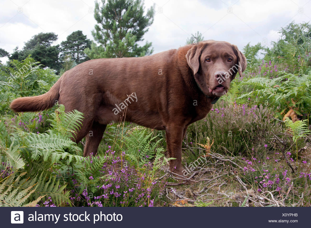 Fat Labrador High Resolution Stock Photography and Images Alamy