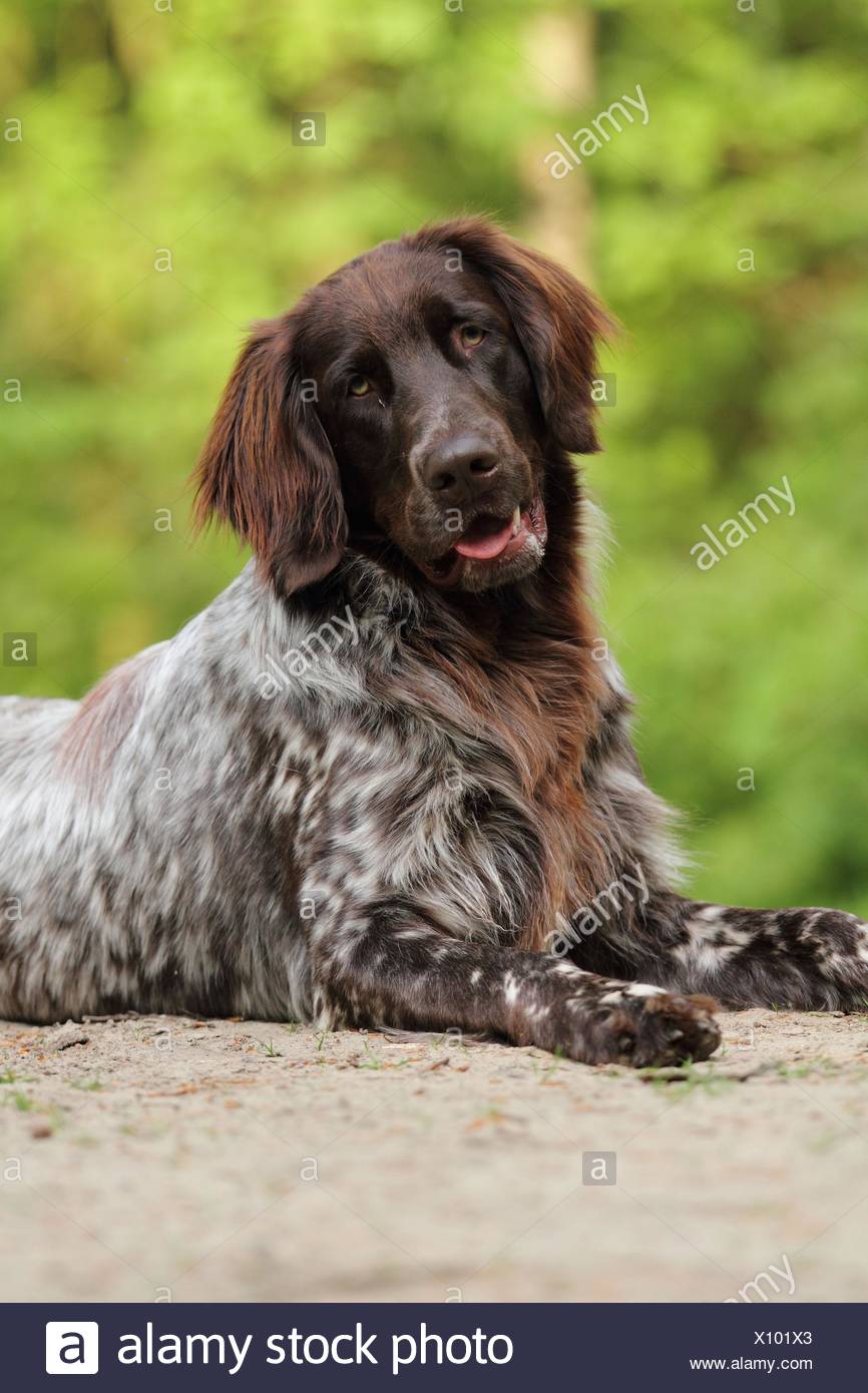 Lying German Longhaired Pointer Stock Photo 275982059 Alamy