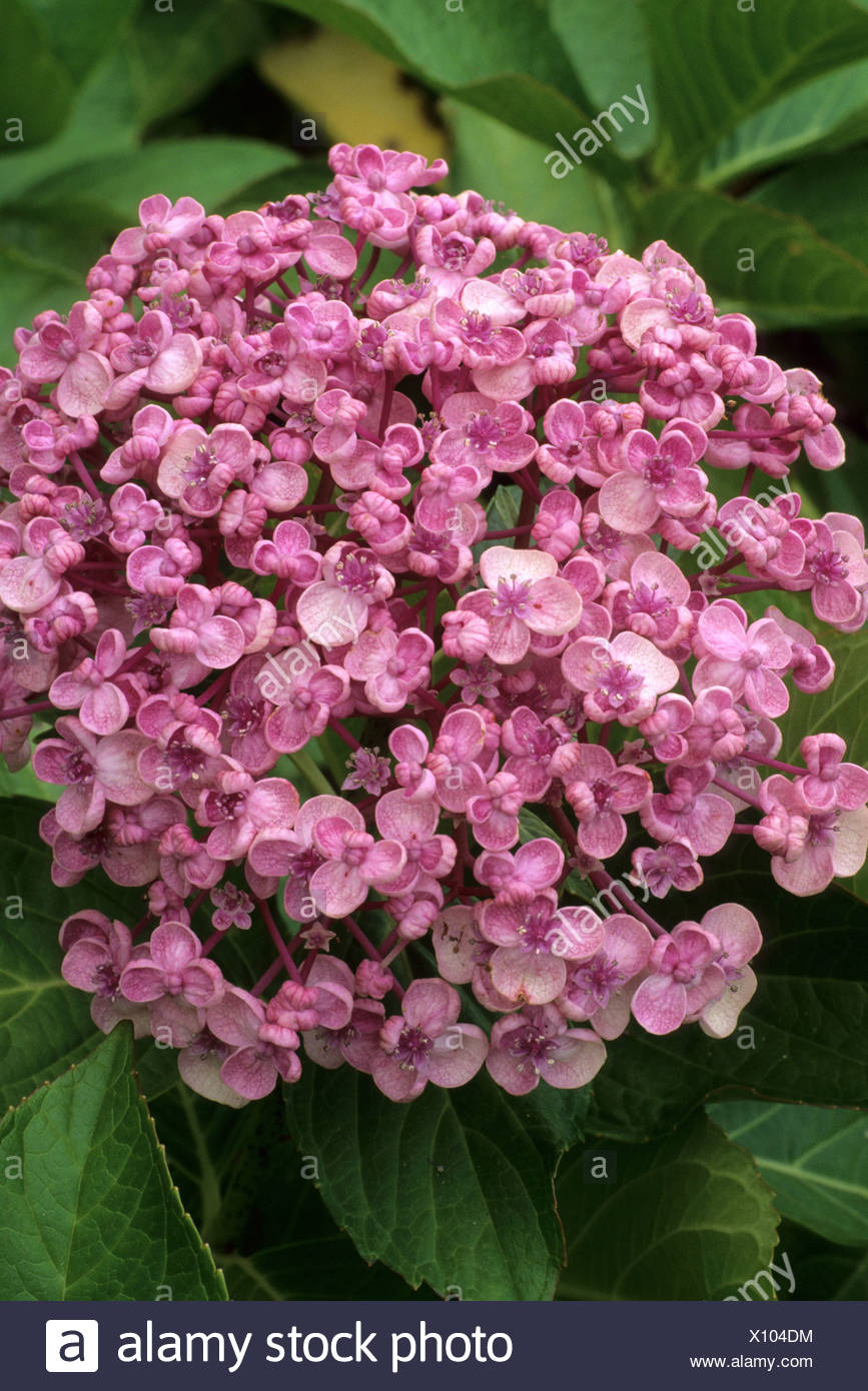 Hydrangea Macrophylla Ayesha High Resolution Stock Photography and ...