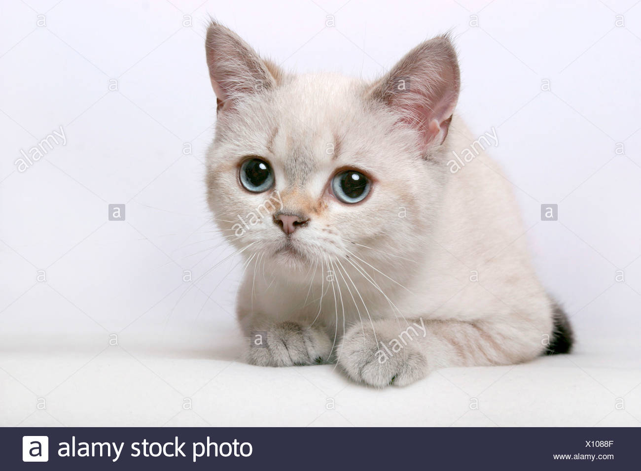 Britisch Kurzhaar Colourpoint British Shorthair Stock