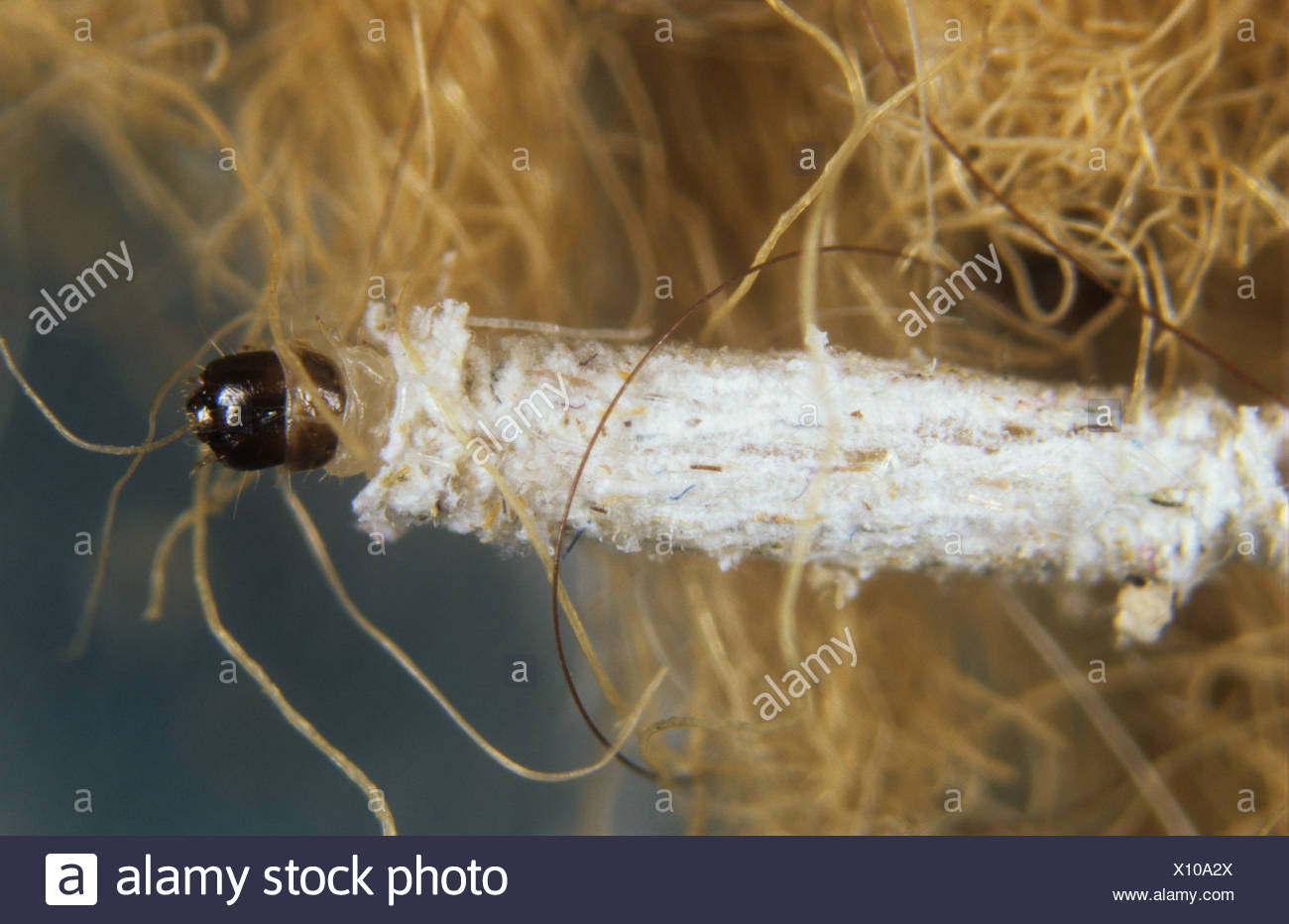 Clothes Moth Larva High Resolution Stock Photography and Images Alamy