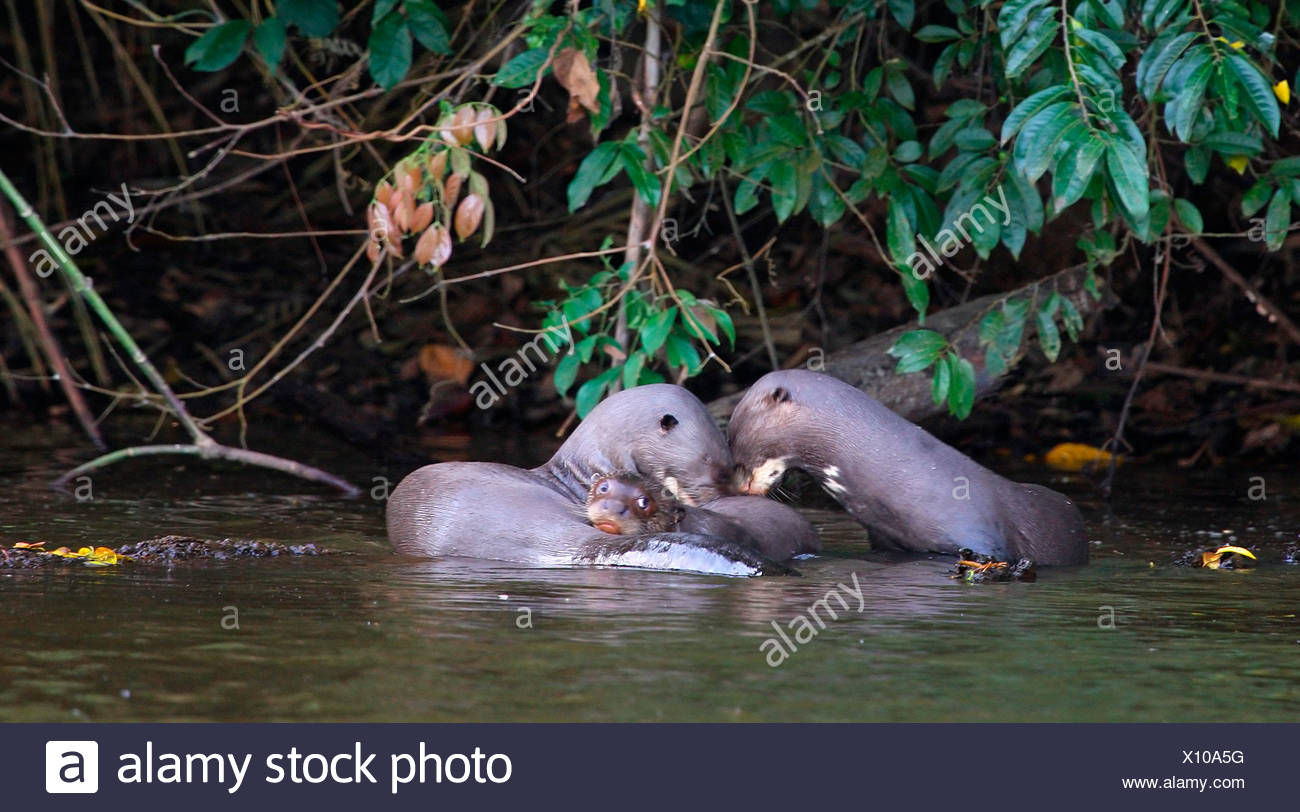 Giant Otter Family Pteronura Brasiliensis Manu Peru Stock Photo