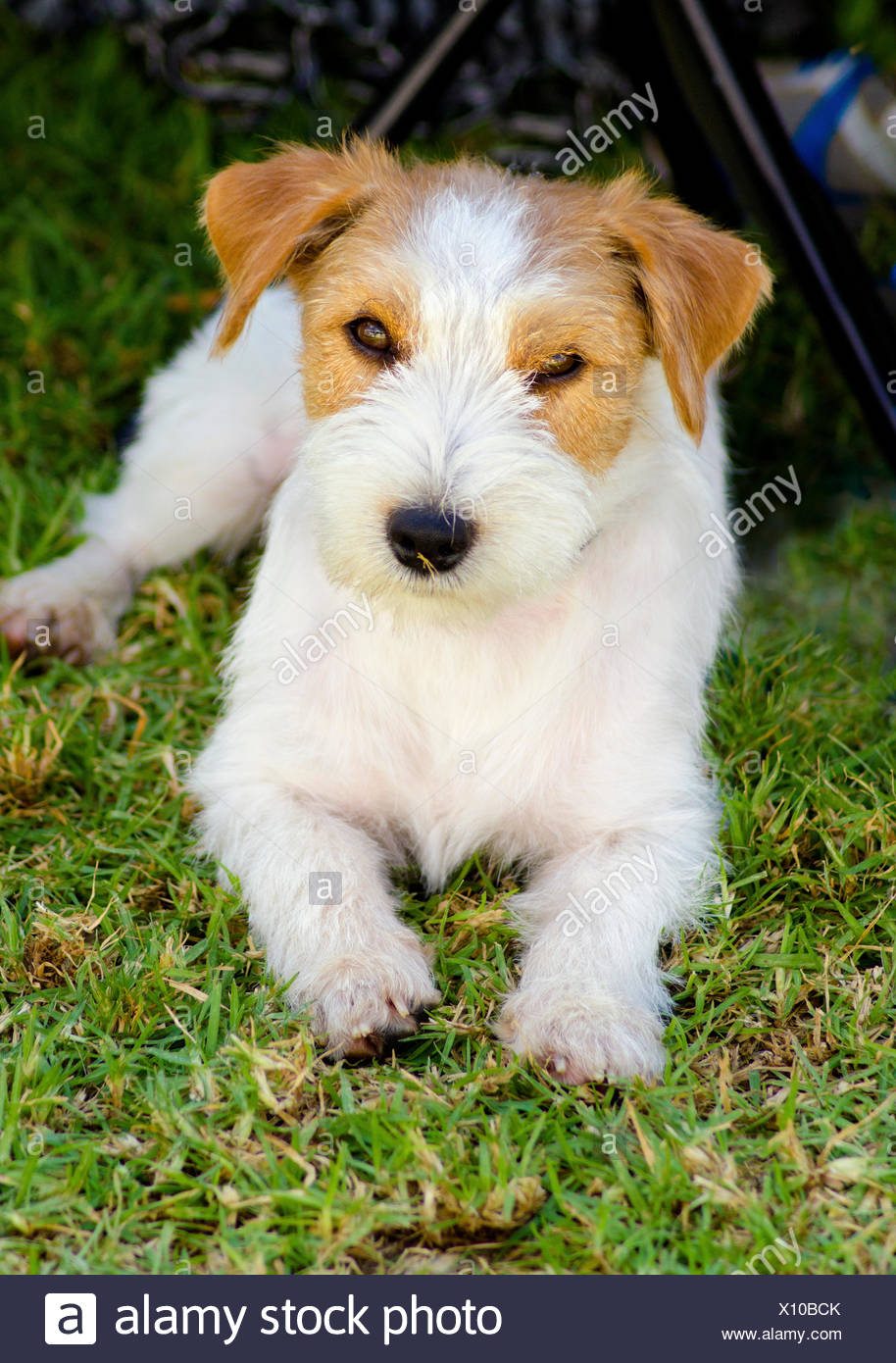 Rough Coated Jack Russell High Resolution Stock Photography and Images
