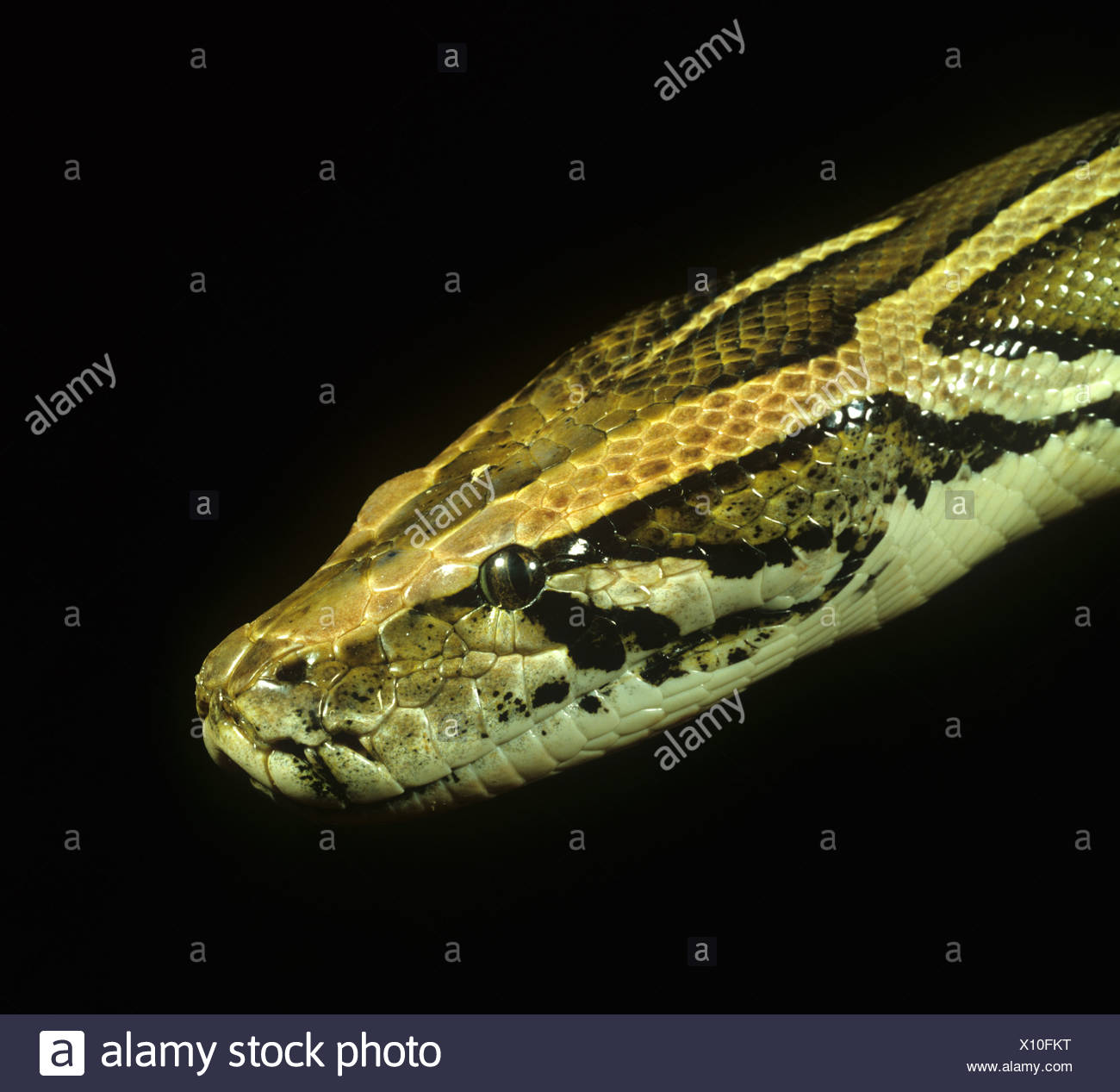 Python Mouth High Resolution Stock Photography and Images - Alamy