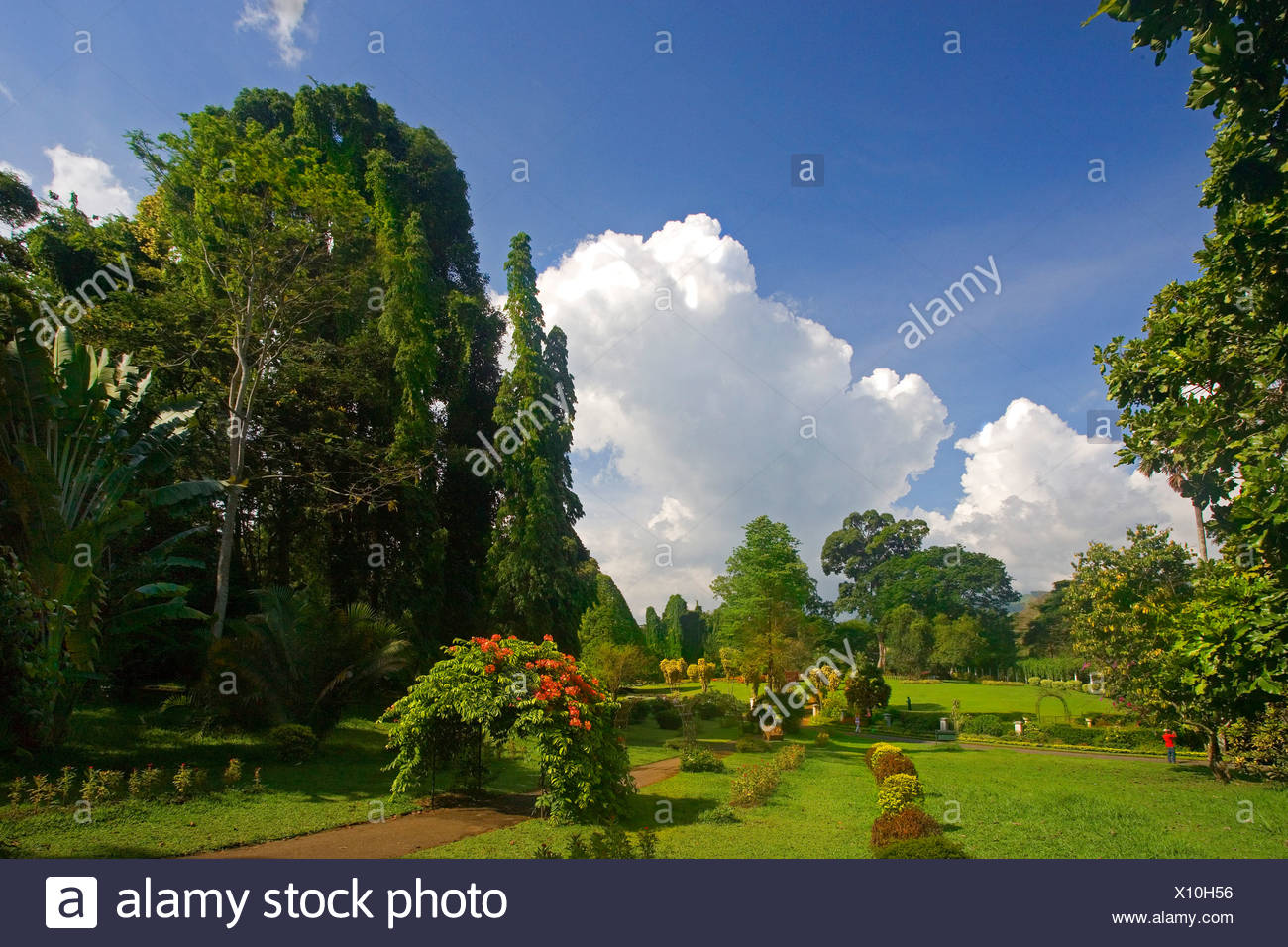 Sri Lanka Asia Peradeniya Royal Botanical Gardens Near Kandy Trees
