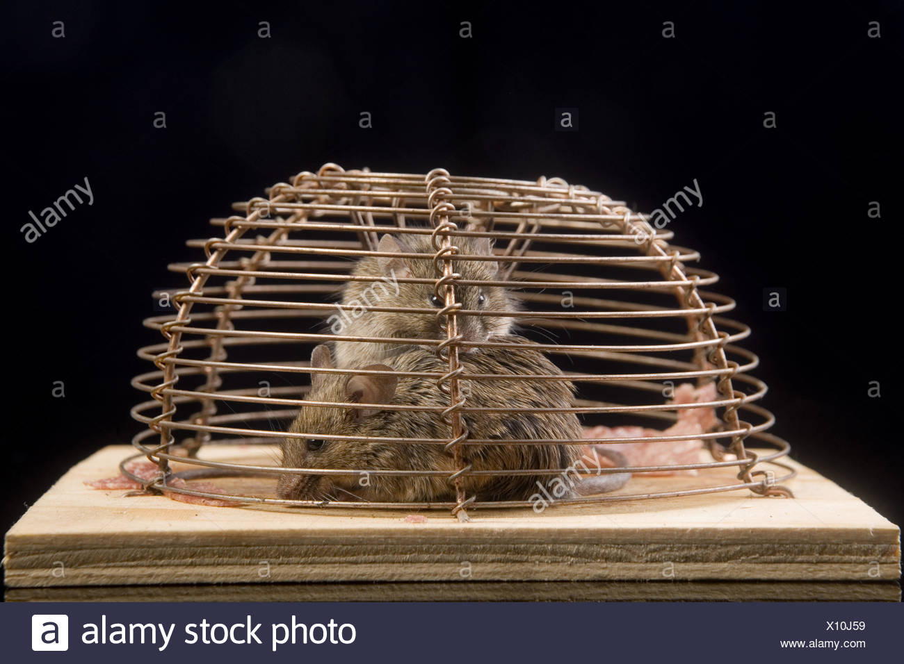 house mouse (mus musculus) in a mousetrap Stock Photo