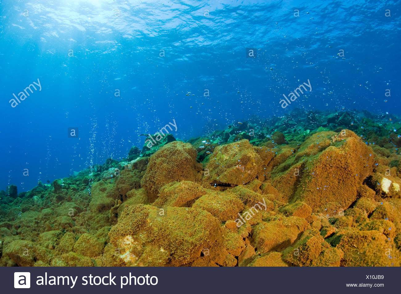 Lava Underwater High Resolution Stock Photography and Images Alamy