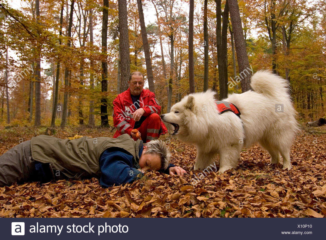 spitz rescue