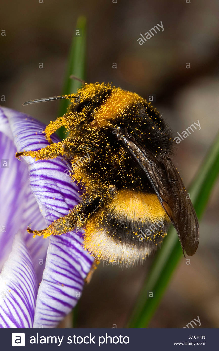 Bumble Bee Pollen High Resolution Stock Photography and Images - Alamy