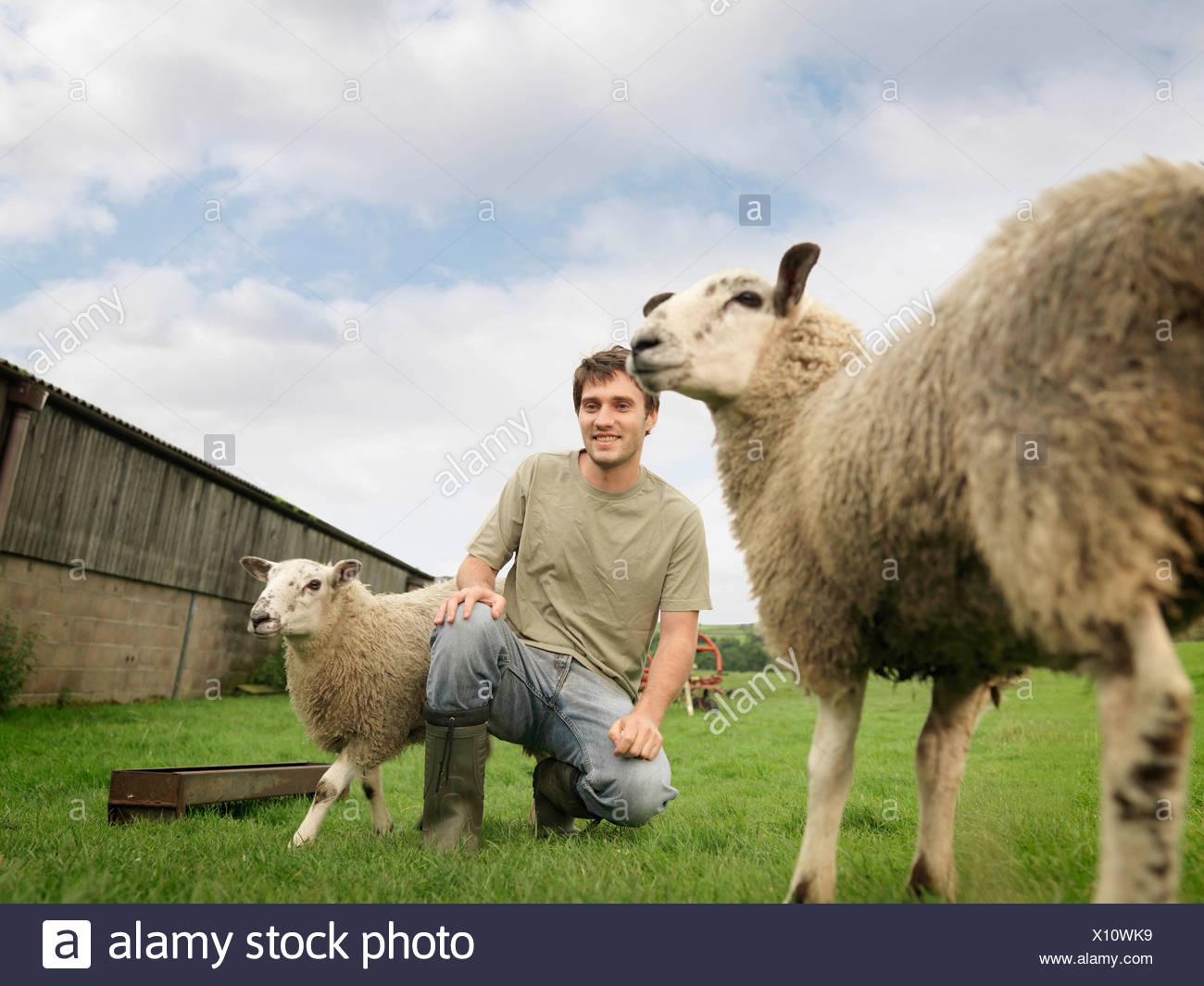 Real Sheep High Resolution Stock Photography and Images - Alamy