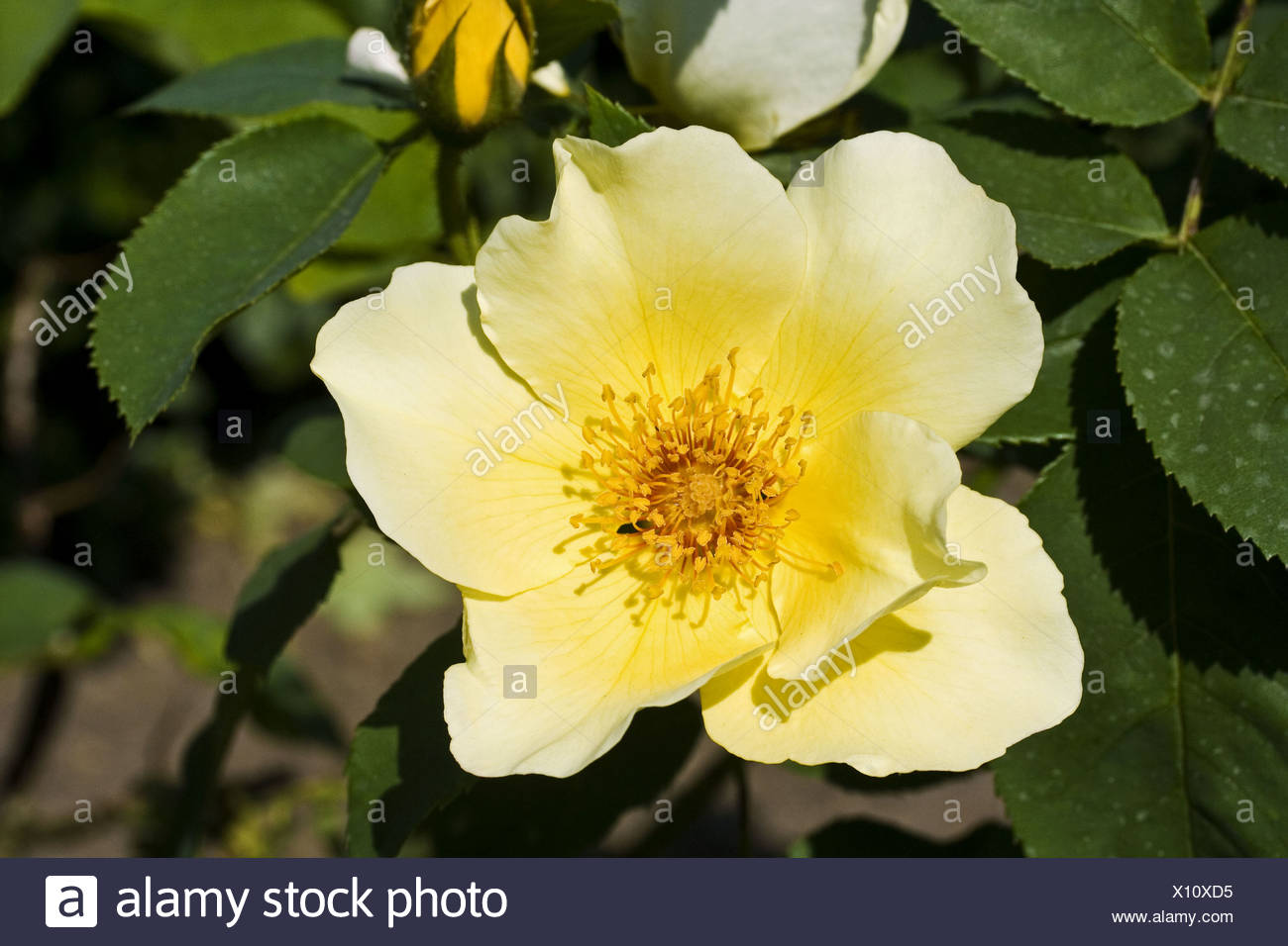 Golden Wings Rose High Resolution Stock Photography and Images - Alamy