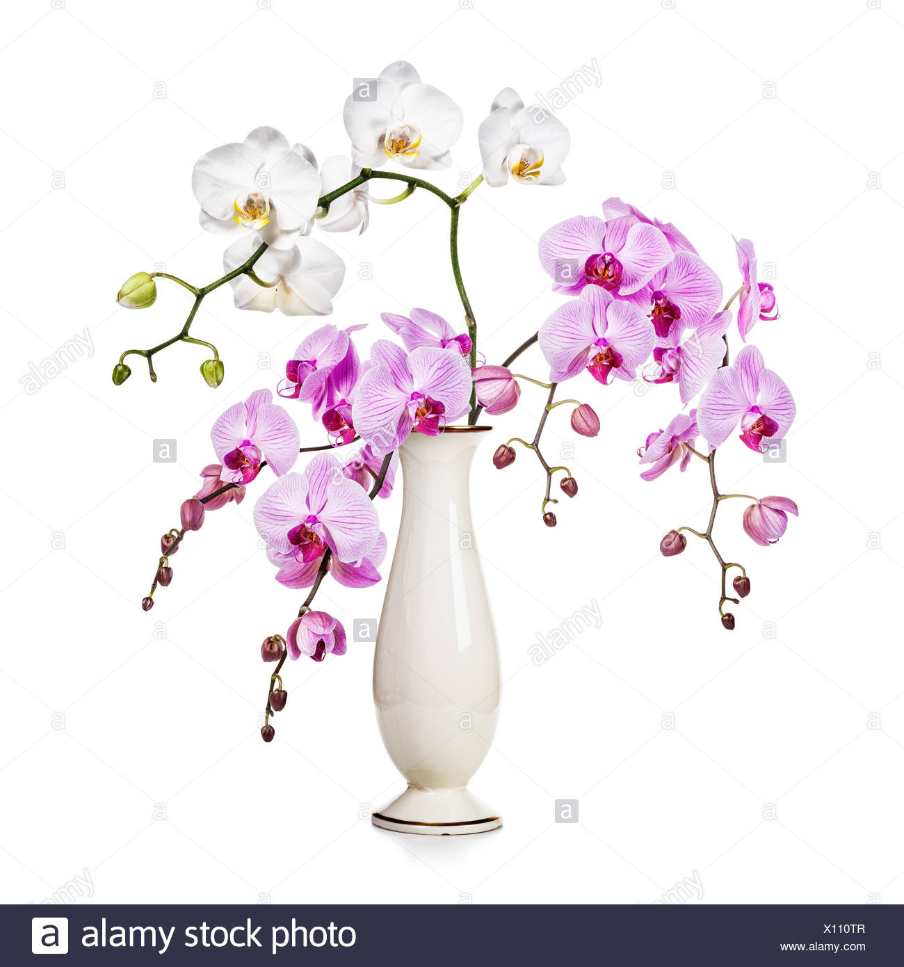 Purple And White Orchid Flowers In Retro Vase Isolated On White