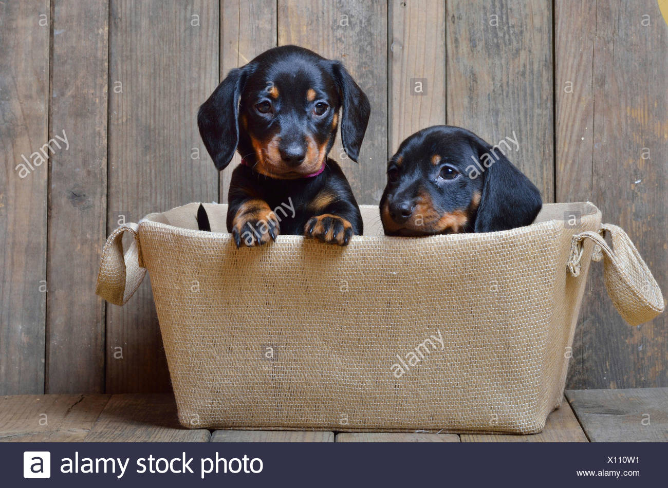 Short Haired Dachshund Short Haired Sausage Dog Domestic Dog