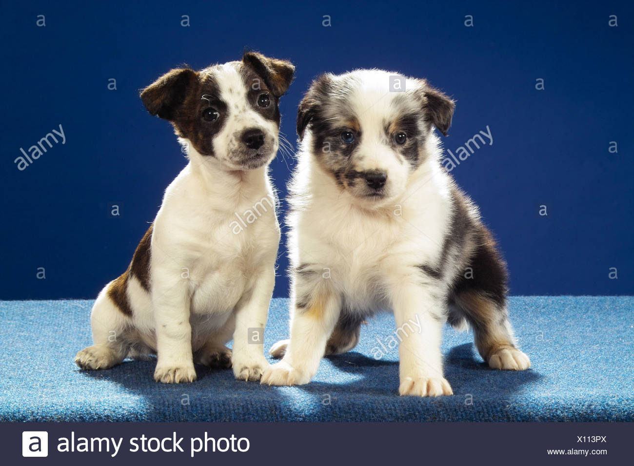 Jack Russell Terrier Puppy And Australian Shepherd Puppy Sitting