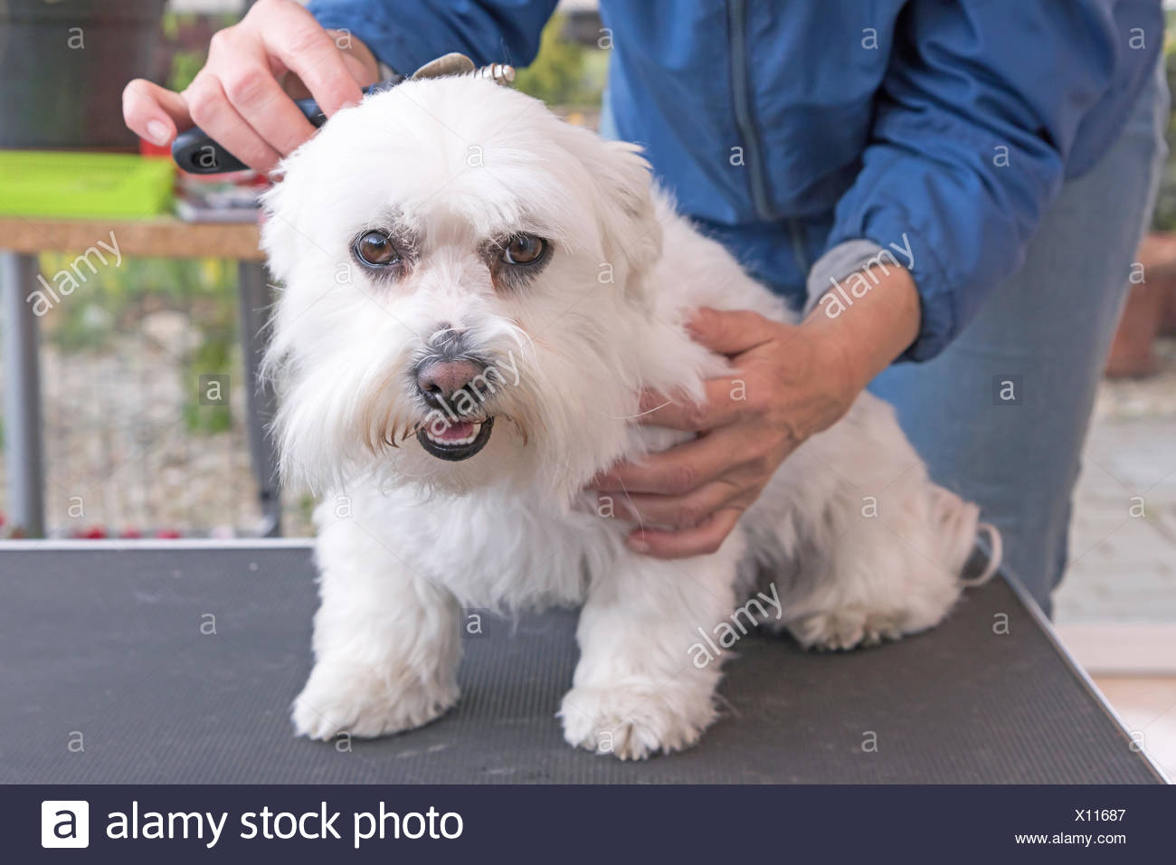 Cute Dog Haircut Stock Photos Cute Dog Haircut Stock Images Alamy