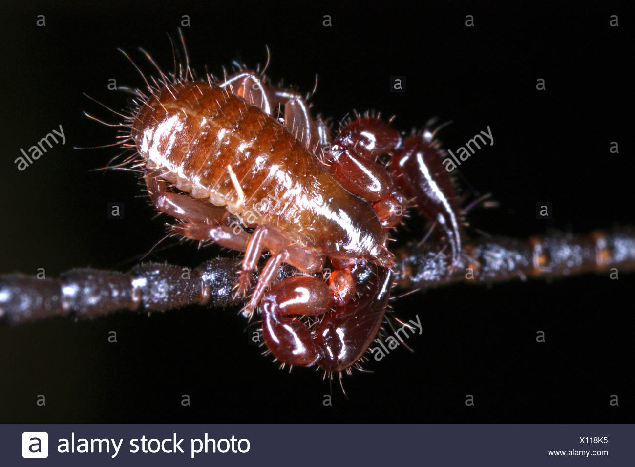 Skorpione Stock Photos Skorpione Stock Images Alamy skorpione-stock-photos-skorpione-stock-images-alamy