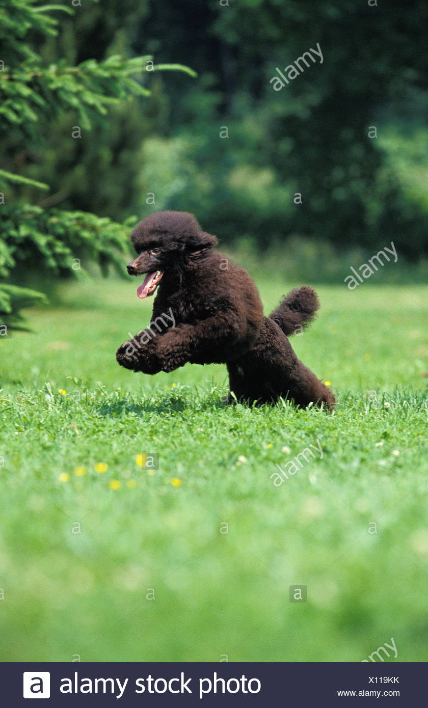 Black Miniature Poodle Adult Running Stock Photos & Black Miniature