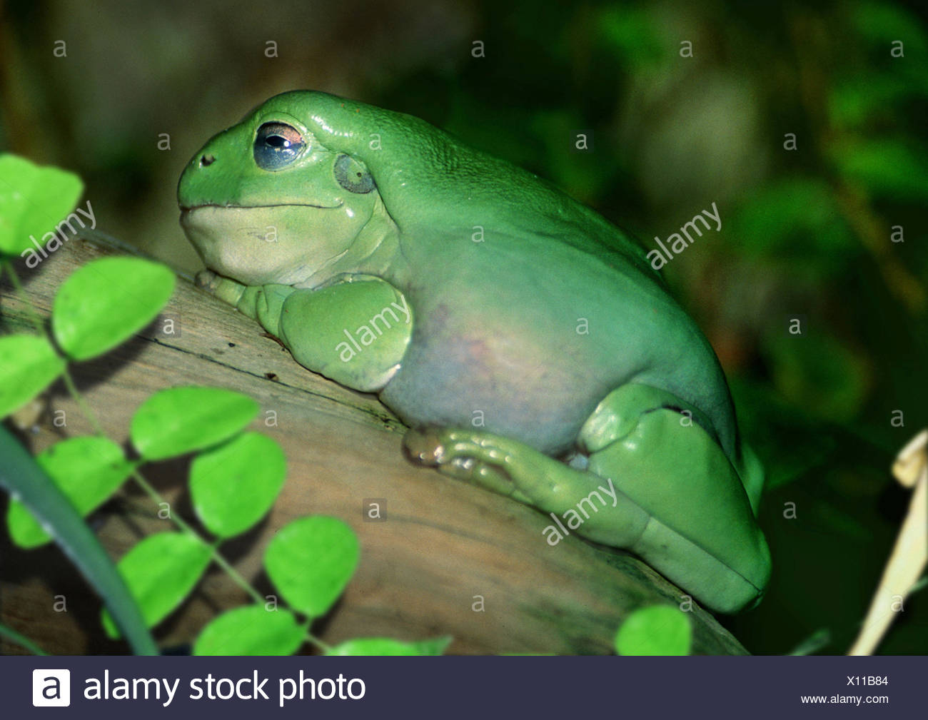 Single Tree Frog High Resolution Stock Photography and Images Alamy