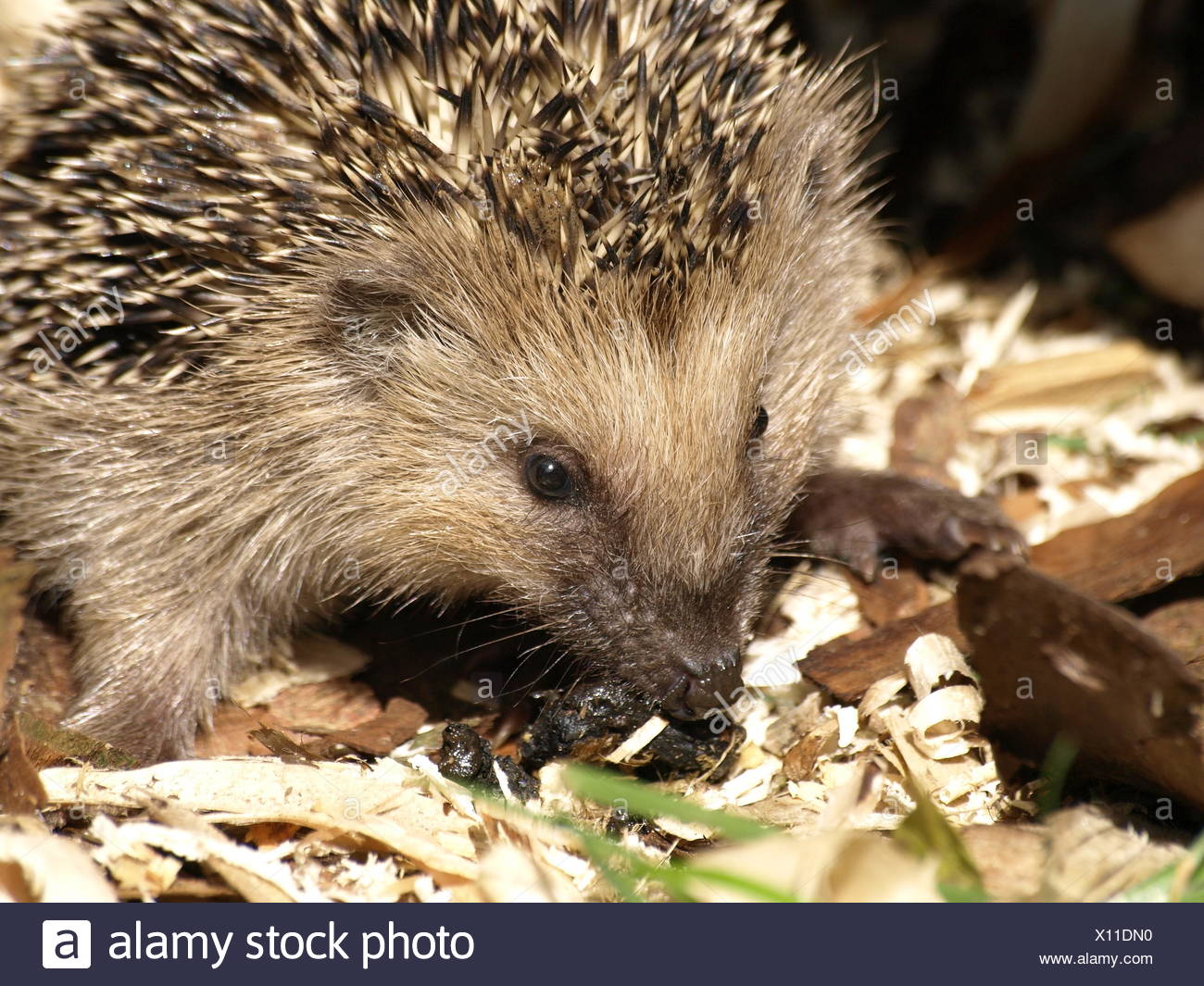 Erinaceidae Stock Photos & Erinaceidae Stock Images - Alamy