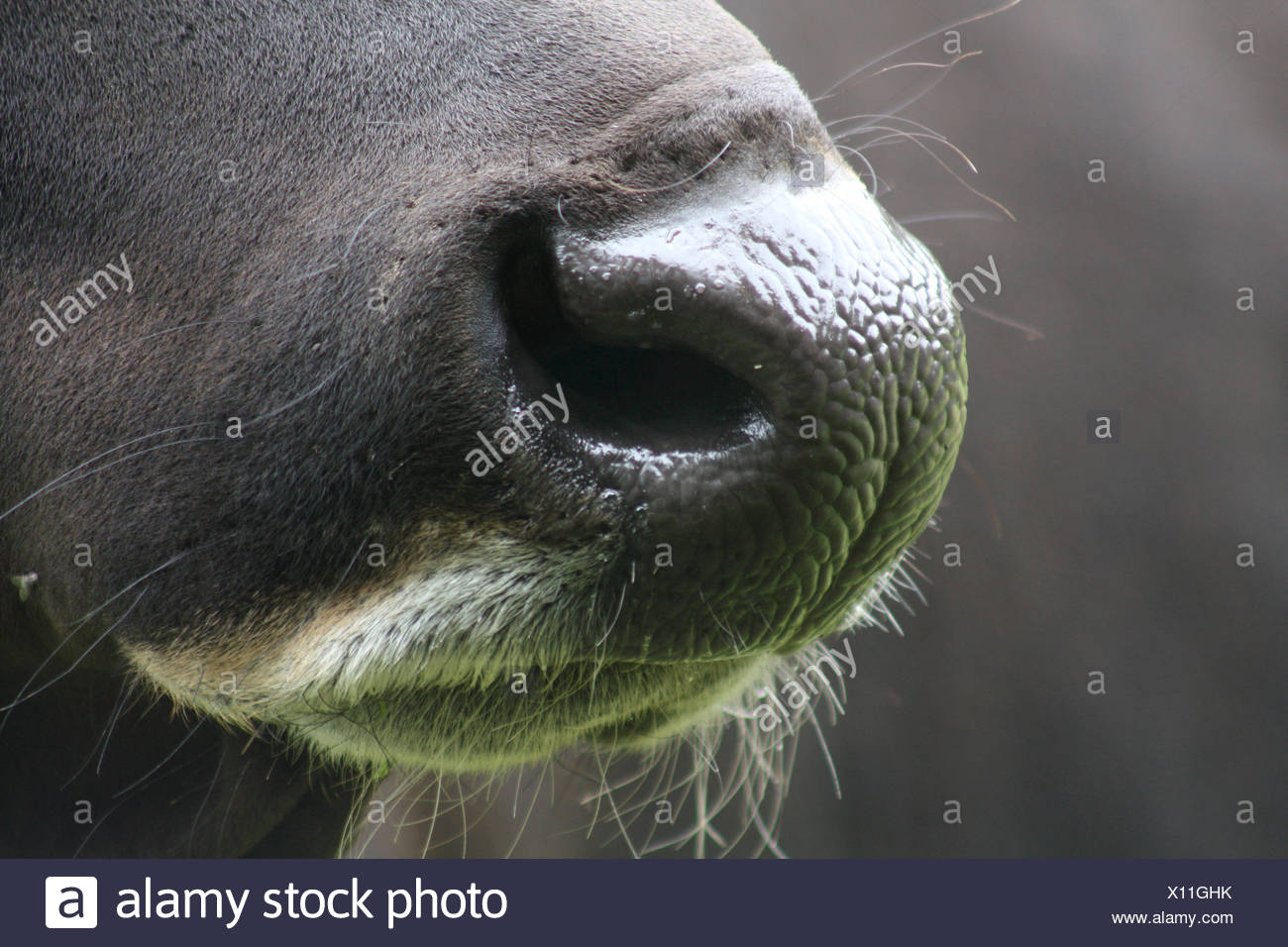 Wet Nose High Resolution Stock Photography and Images Alamy