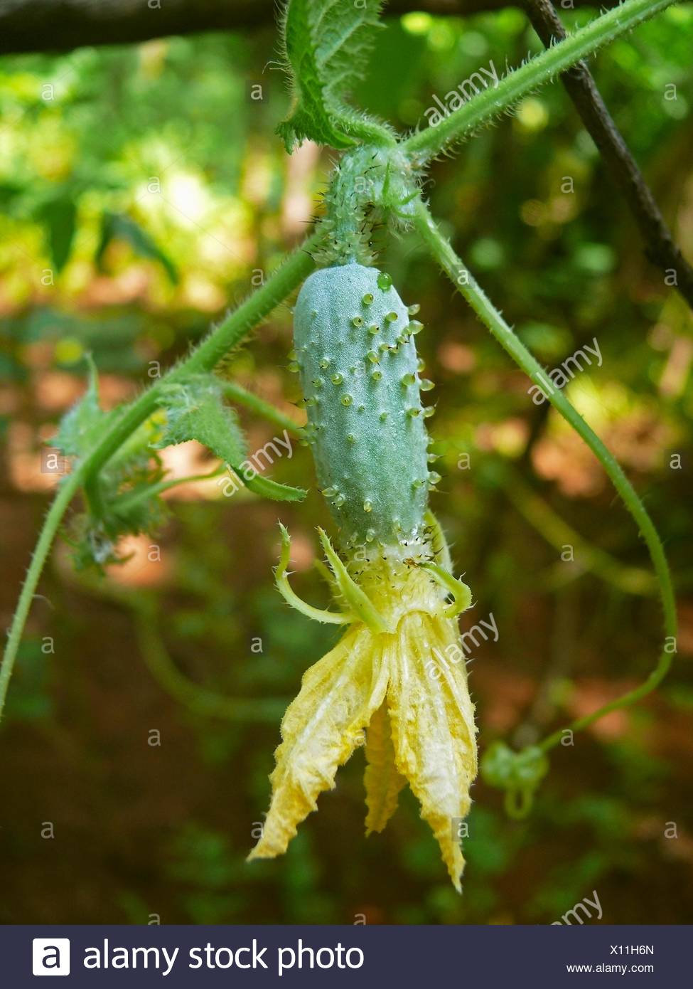 Ash Gourd Crop High Resolution Stock Photography and Images - Alamy