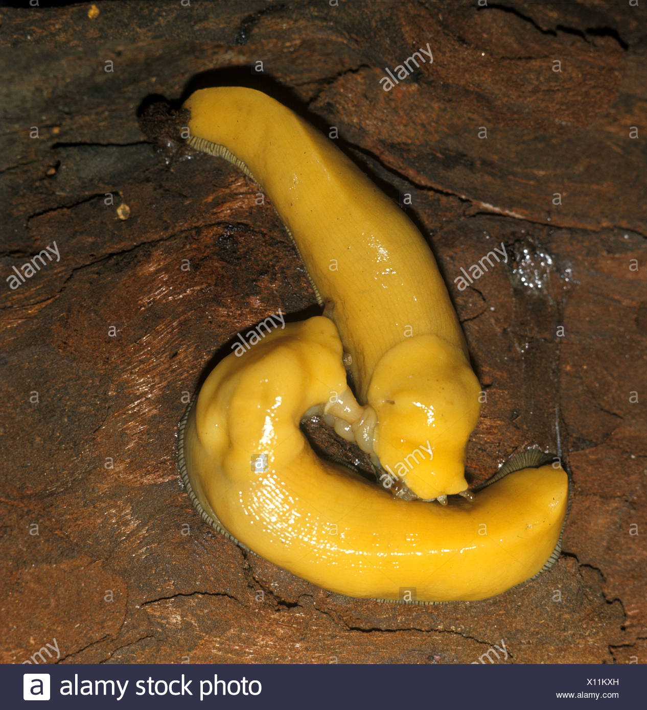 banana slug slug banana