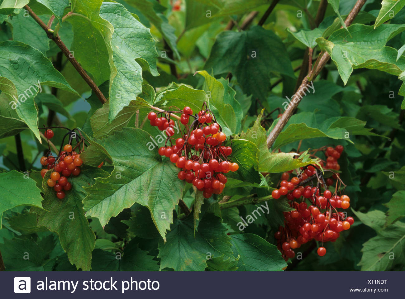 Autumn Viburnums Berry Fruit High Resolution Stock Photography and Images Alamy